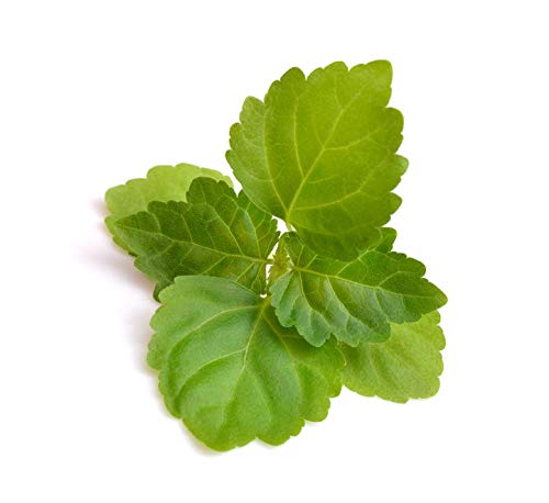 US Organic 100% Pure Patchouli Essential Oil - USDA Certified Organic, Steam Distilled - W/Euro droppers (More Size Variations Available) (30 ml / 1 fl oz)