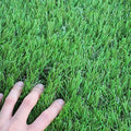 WS Artificial Grass Turf 6.5FTX10FT, 38inch 4 Tone Realistic Synthetic Thick by Unknown